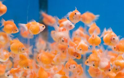 Cara Packing dan Kirim Ikan Hias ke Luar Kota yang Aman